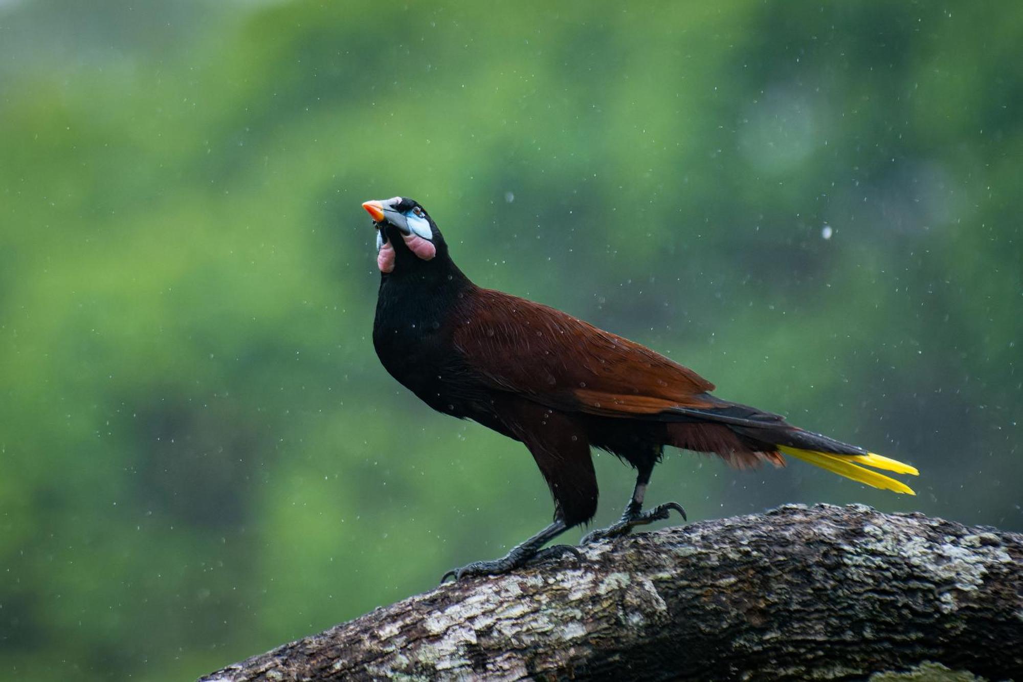 Chachagua Rainforest & Hot Springs Hotel